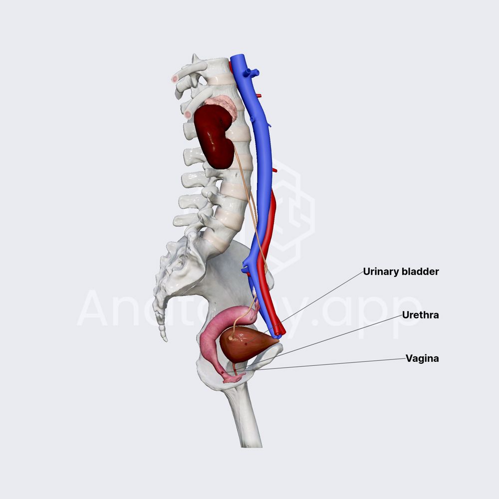 Female urethra