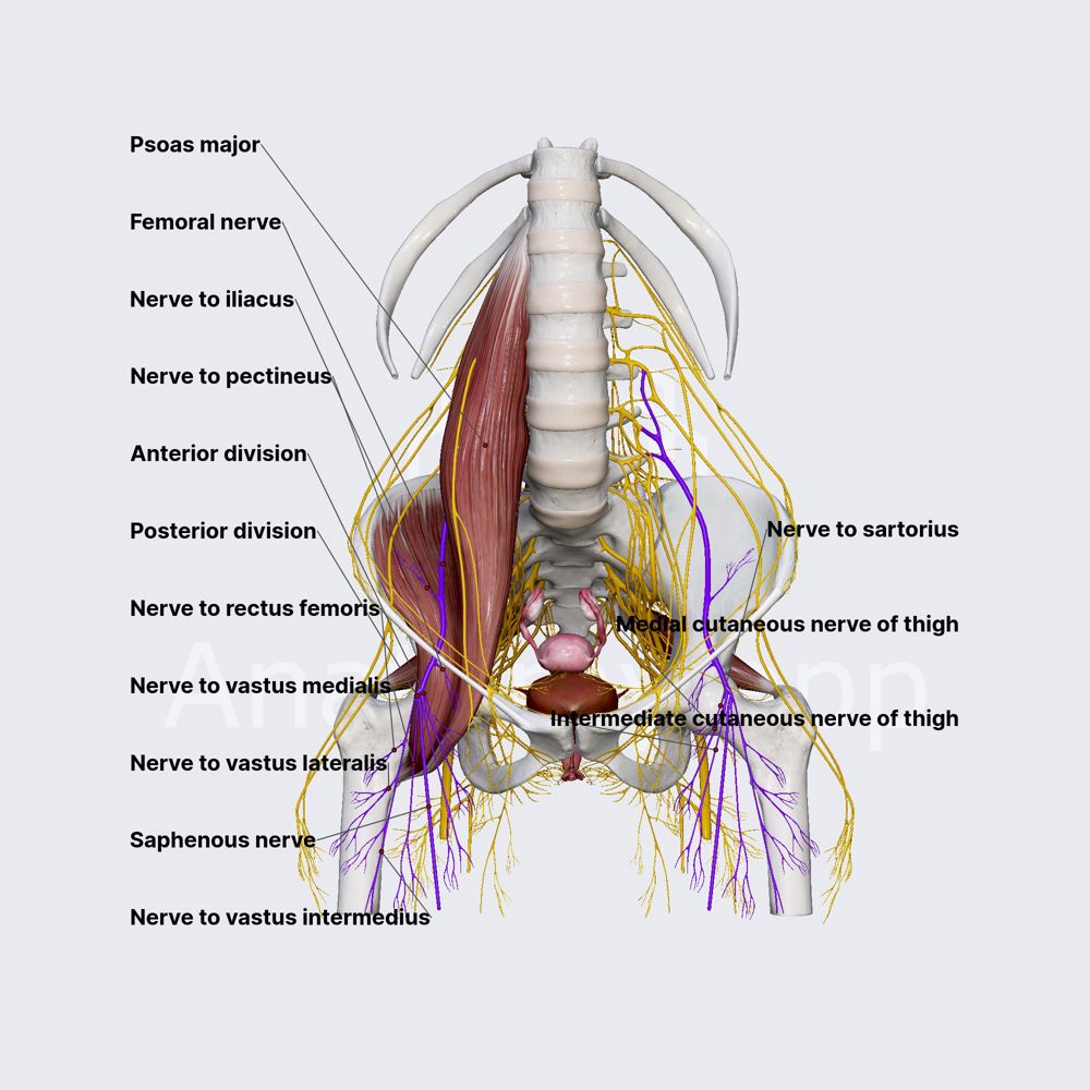 Femoral nerve (female pelvis)