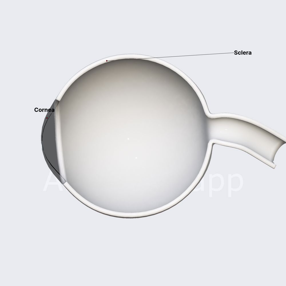Fibrous layer of eyeball