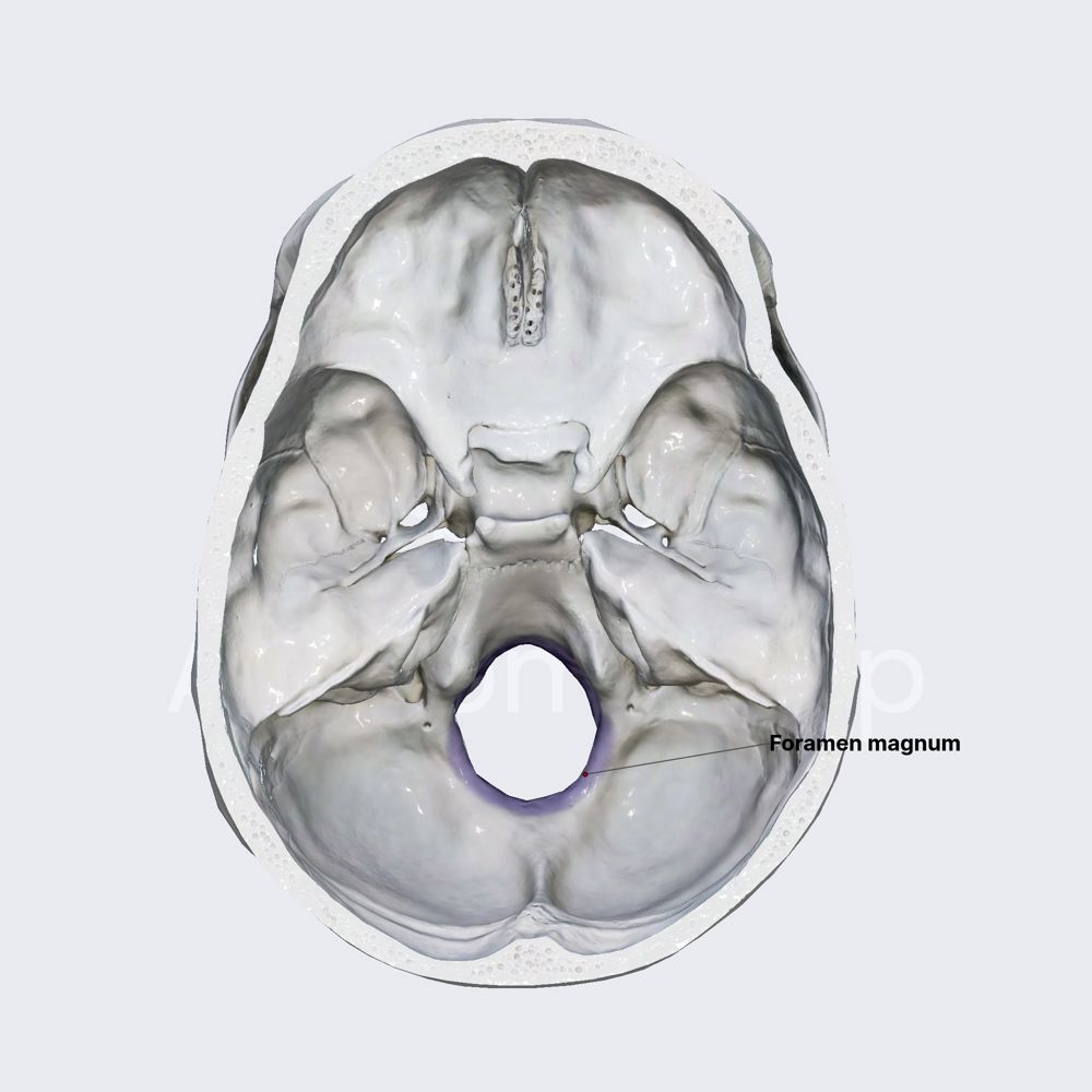 Foramen magnum