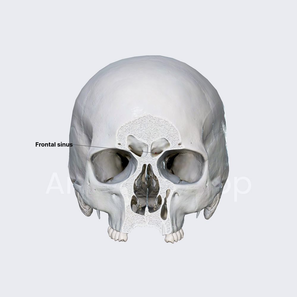 Frontal sinus