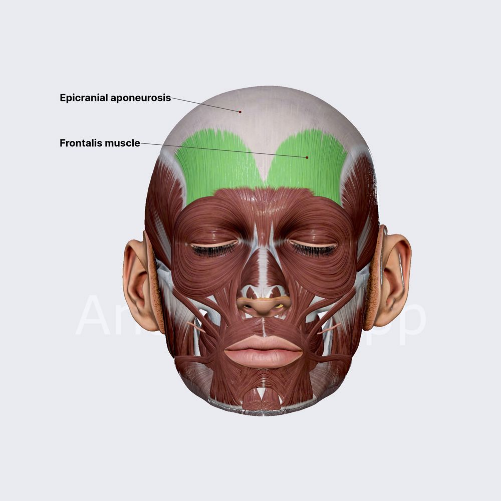 Frontalis muscle (frontal belly of occipitofrontalis)