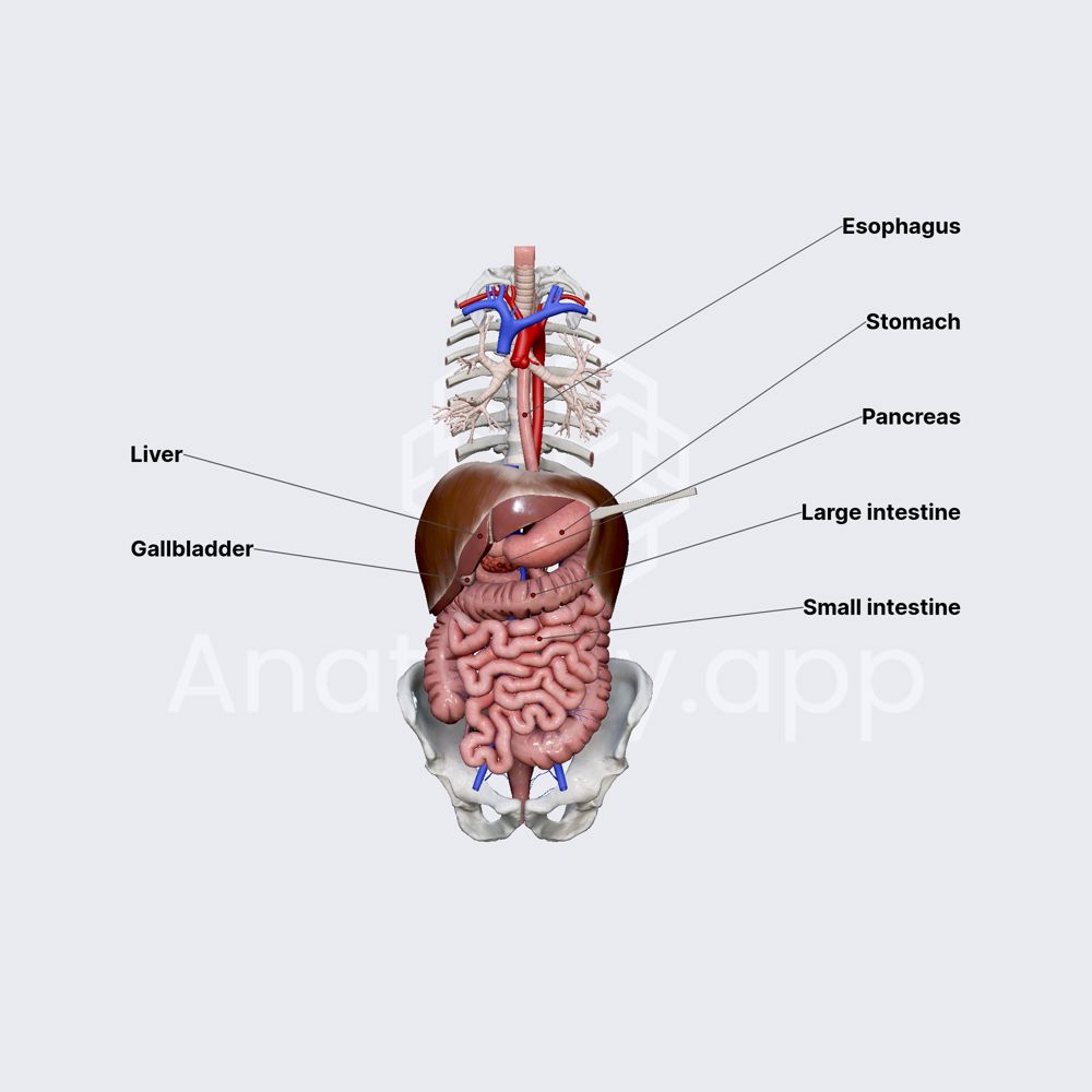 Gastrointestinal tract (overview)