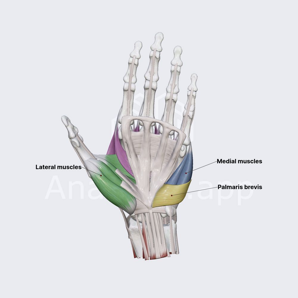 Hand muscles