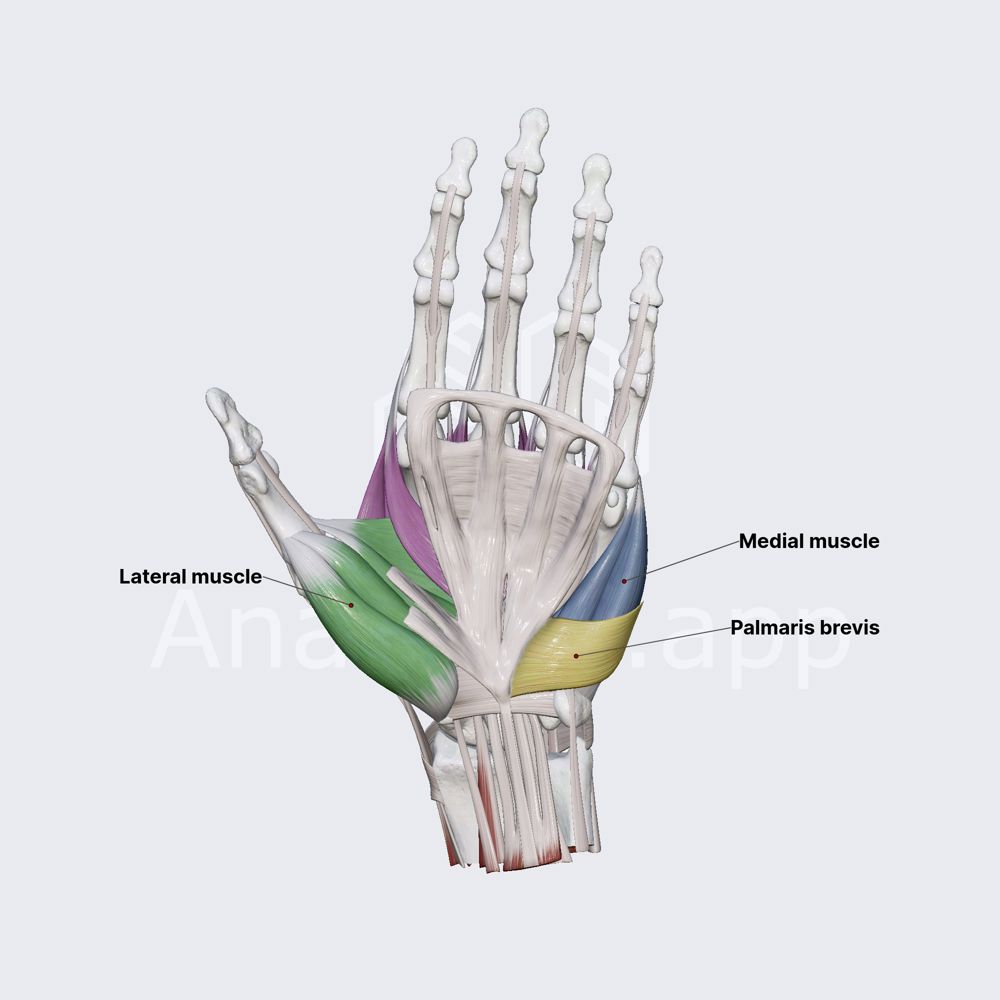 Hand muscles