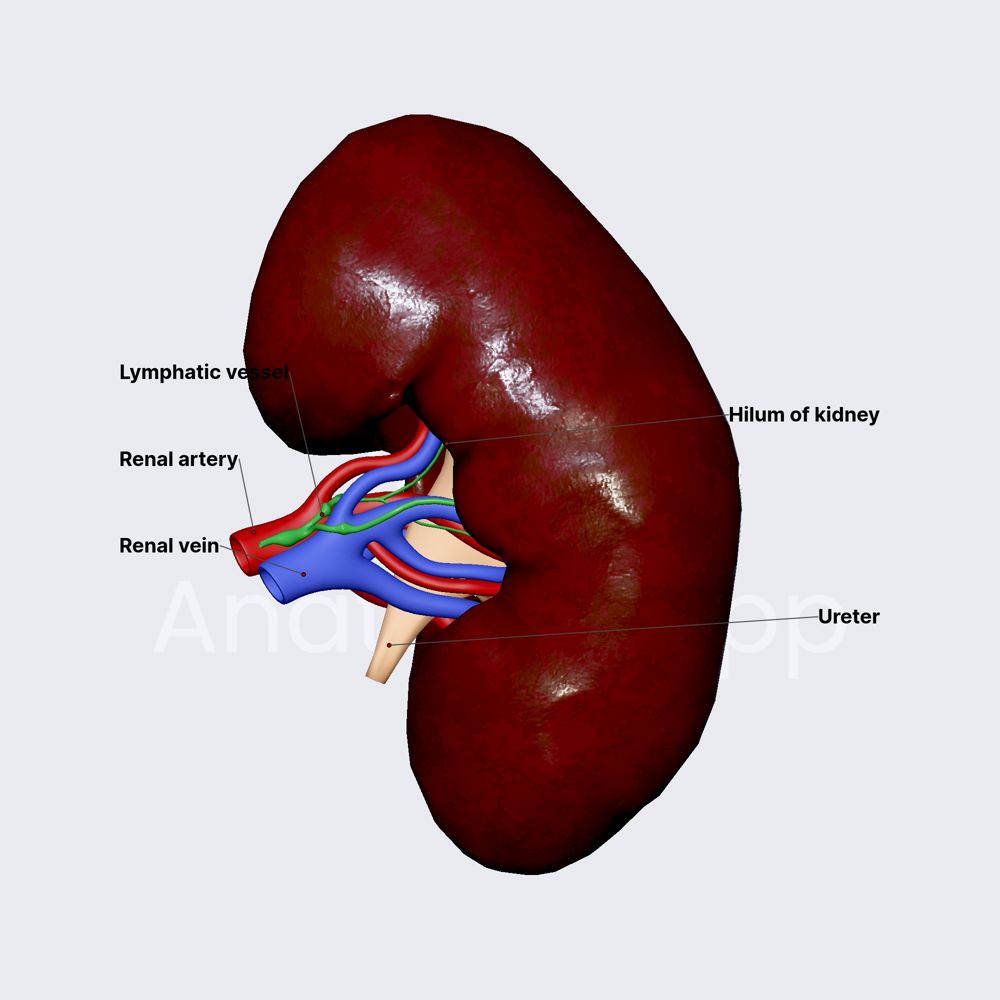 Hilum of kidneys | Urinary system | Organ Systems | Anatomy.app | Learn ...