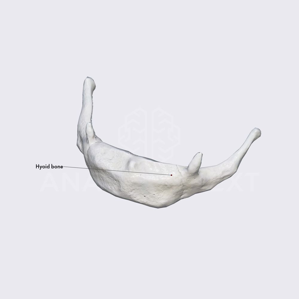 Hyoid bone (overview)