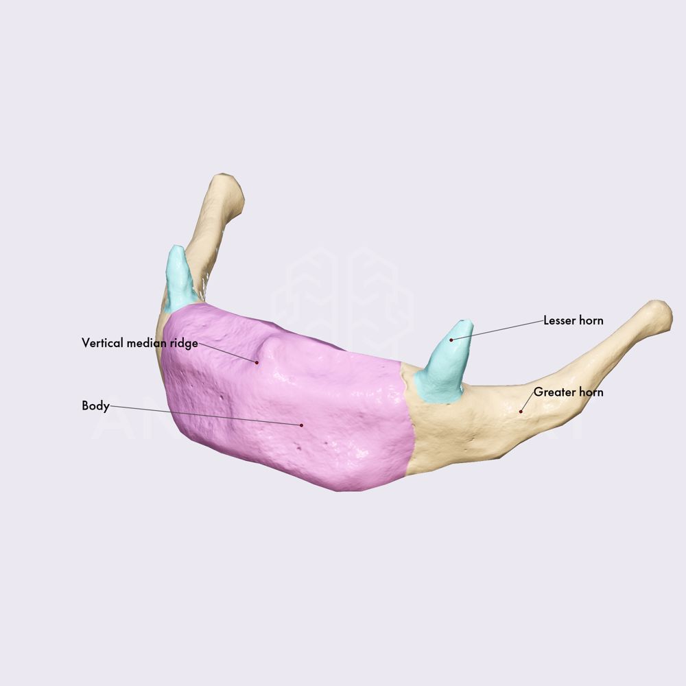 Hyoid bone (parts)