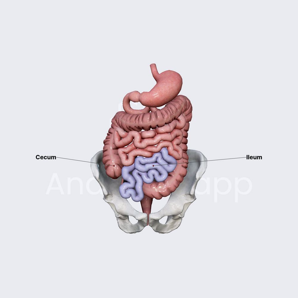 Ileum | Anatomy.app