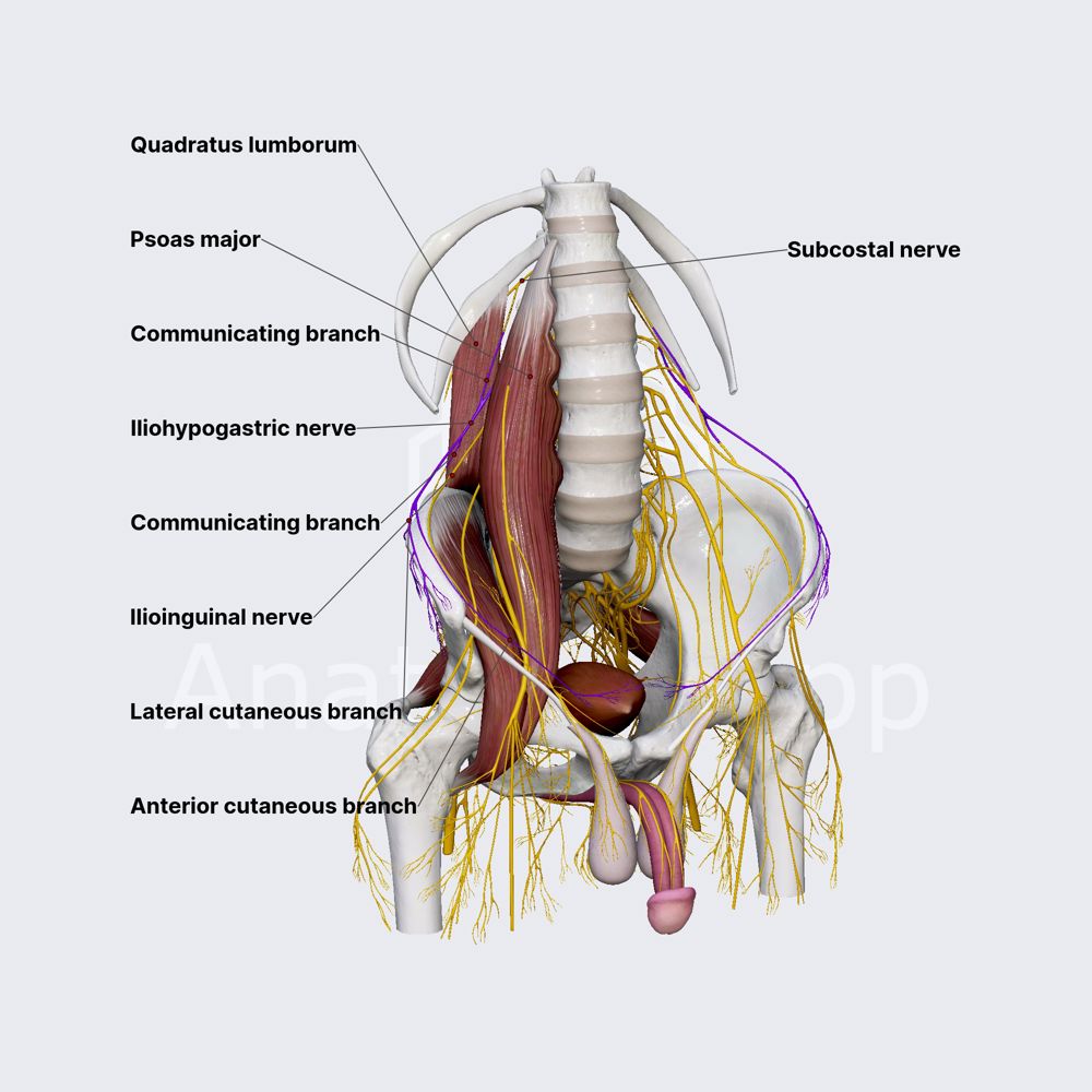 Iliohypogastric nerve (male pelvis)