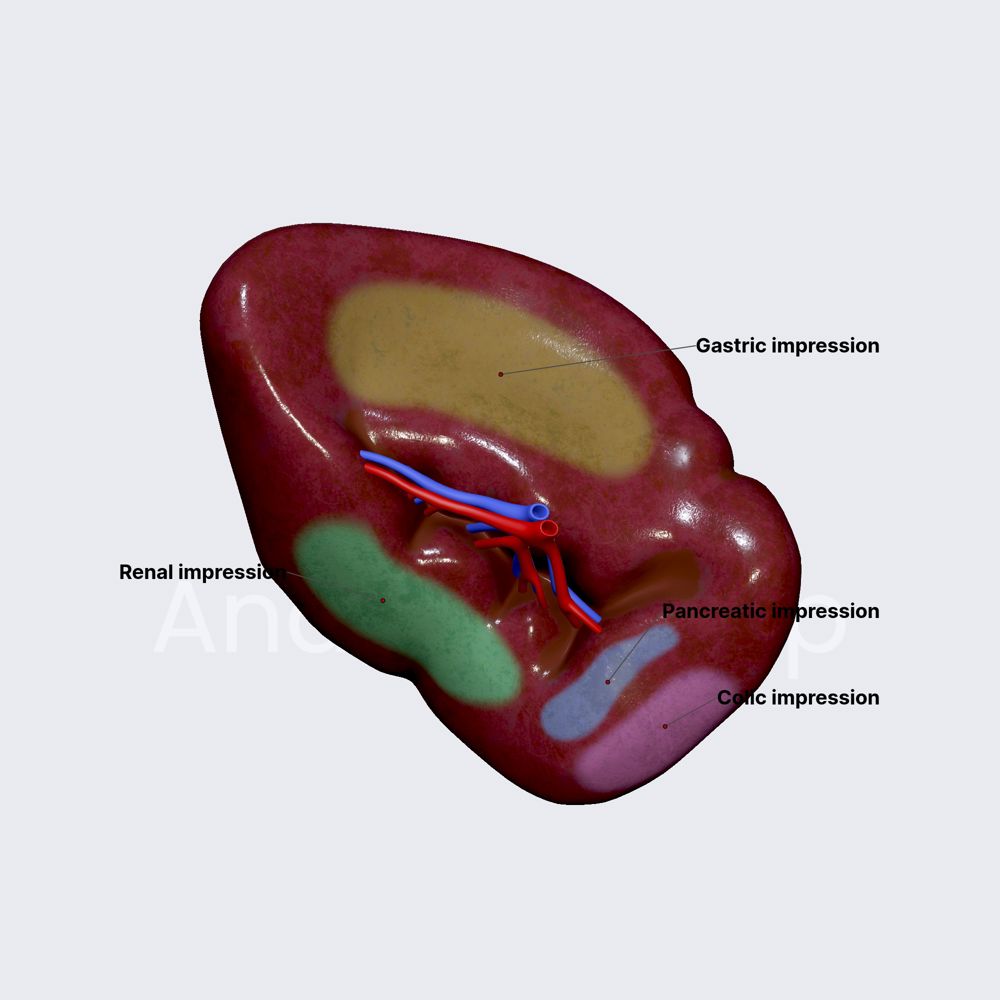 Impressions of visceral surface (spleen)