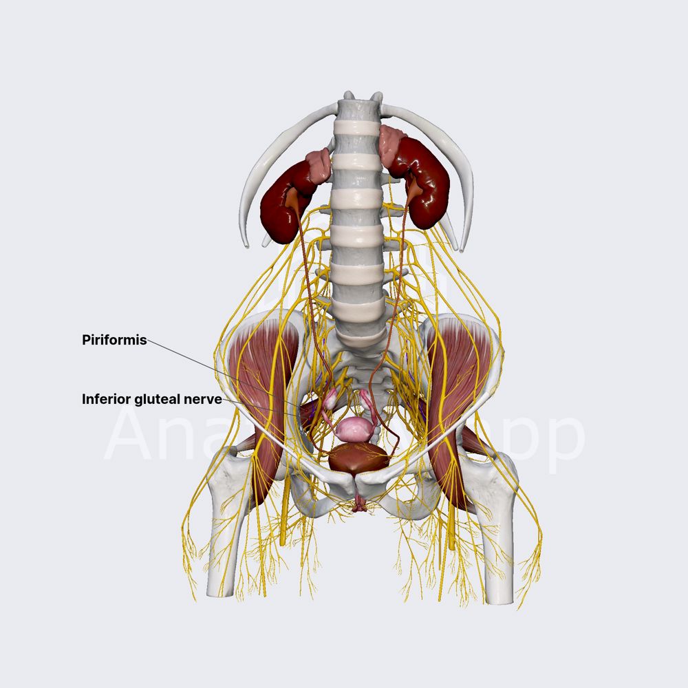Inferior gluteal nerve (female pelvis)