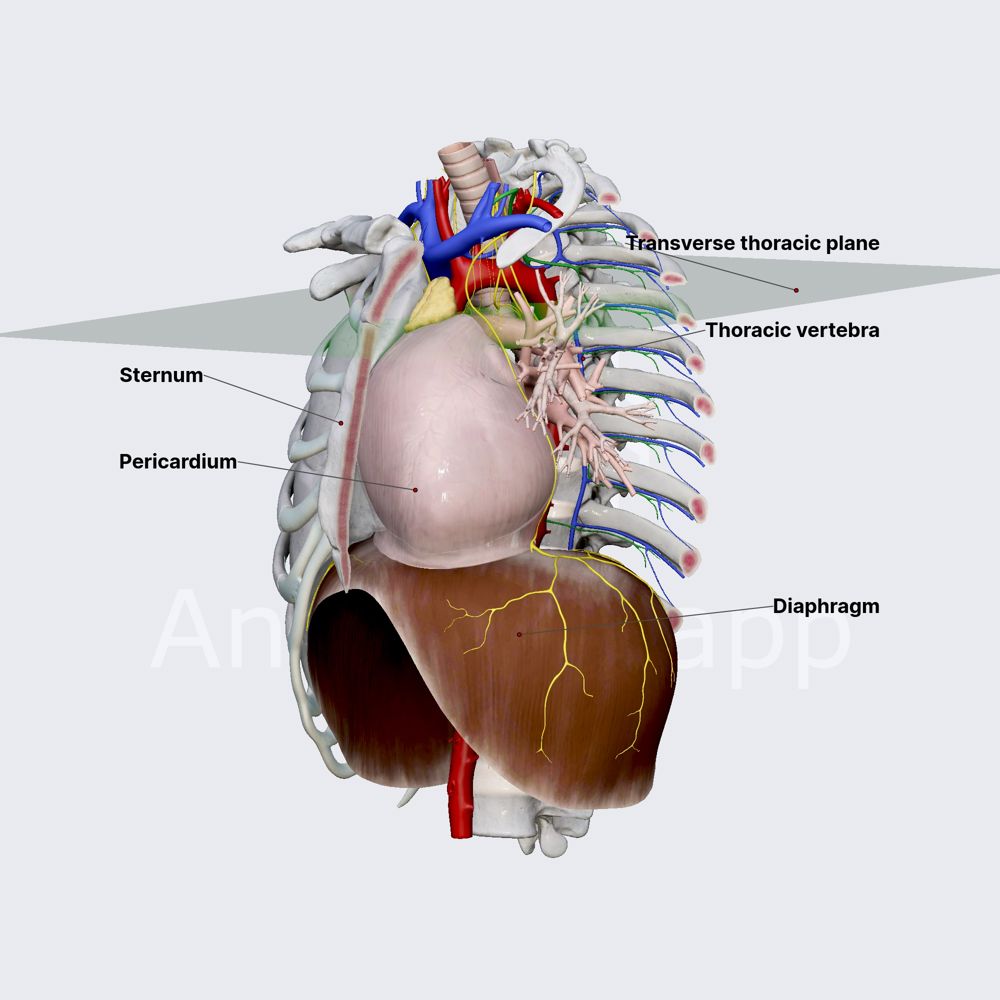 Inferior mediastinum (overview)