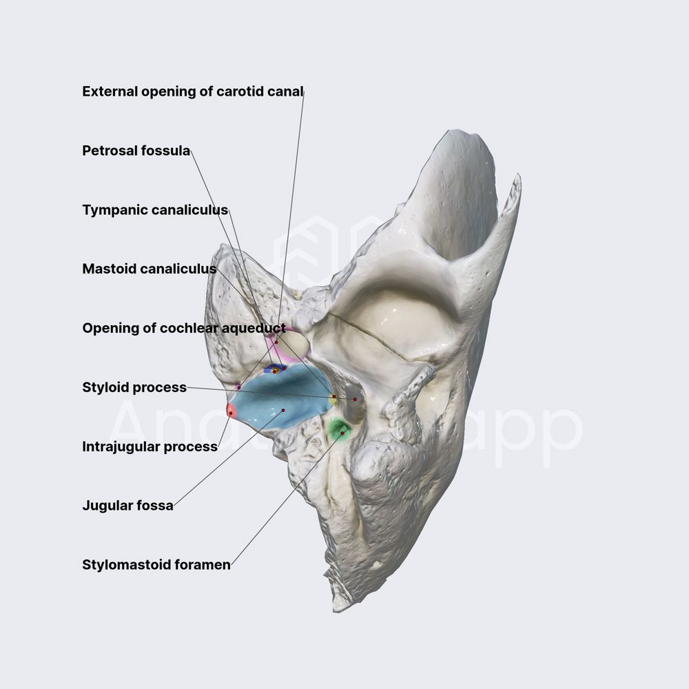 Inferior surface of petrous part