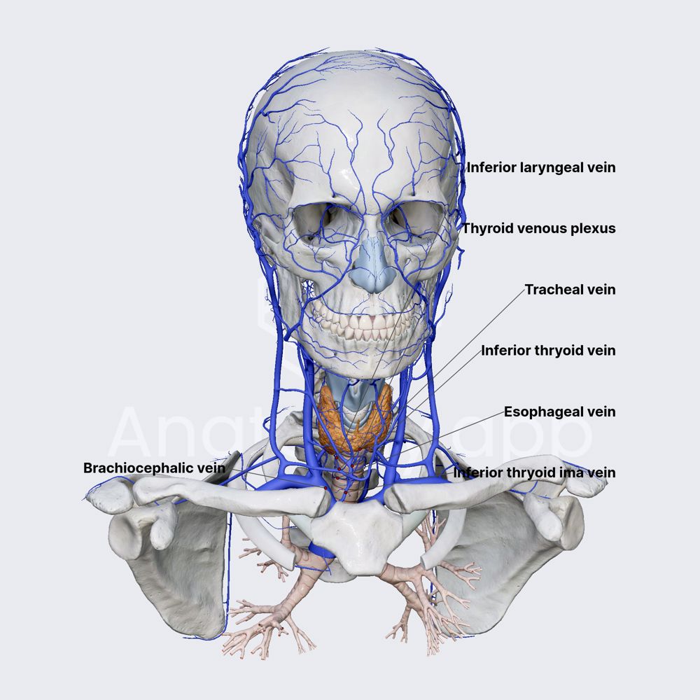 Inferior thyroid vein