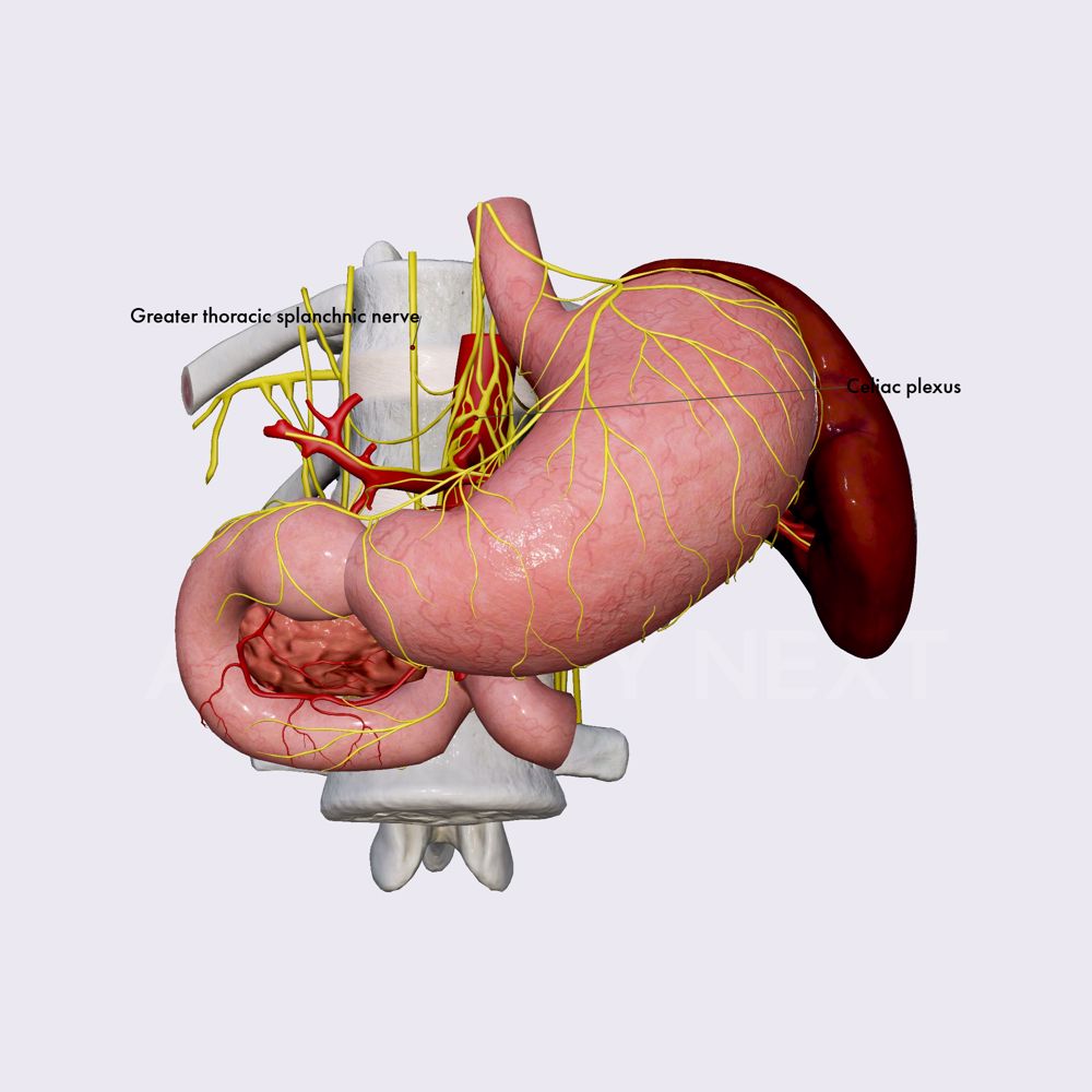 Innervation of pancreas