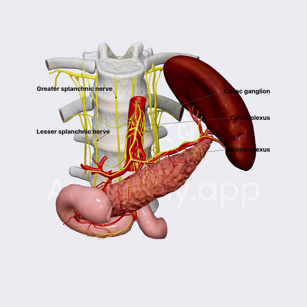 Innervation of spleen