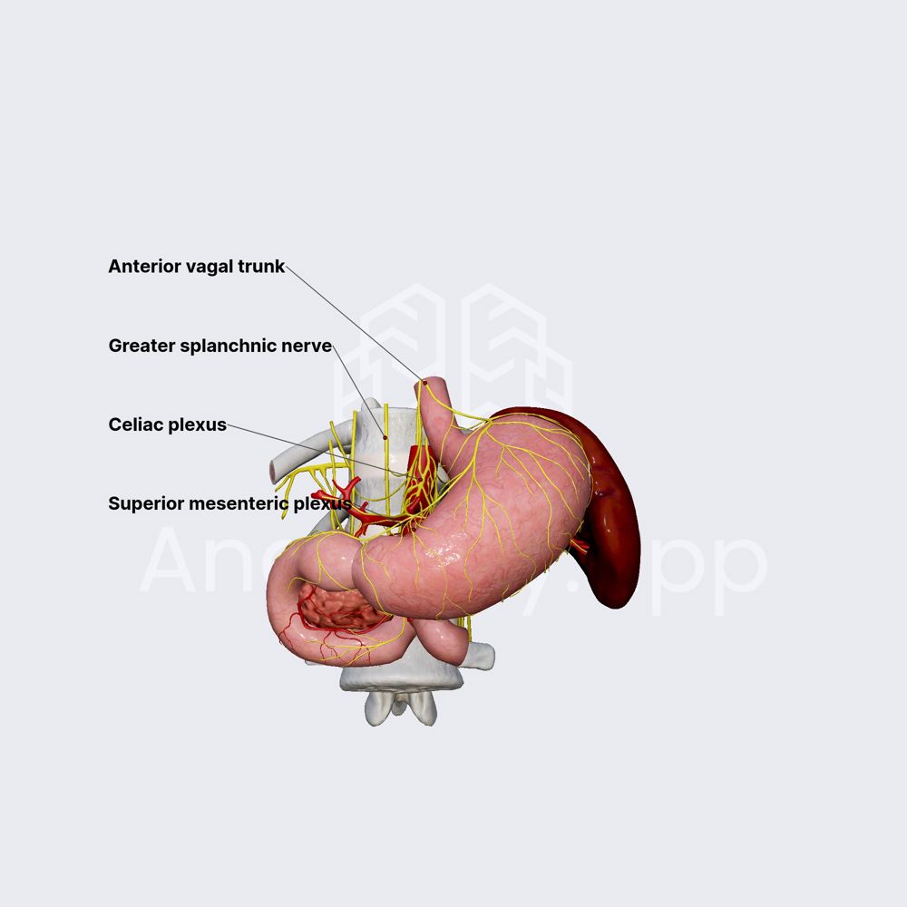 Innervation of duodenum | Media Library | Anatomy.app | Learn anatomy ...