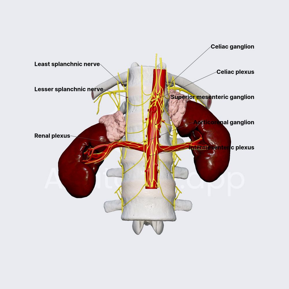 Innervation of kidneys