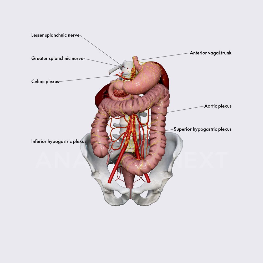 Innervation of large intestine