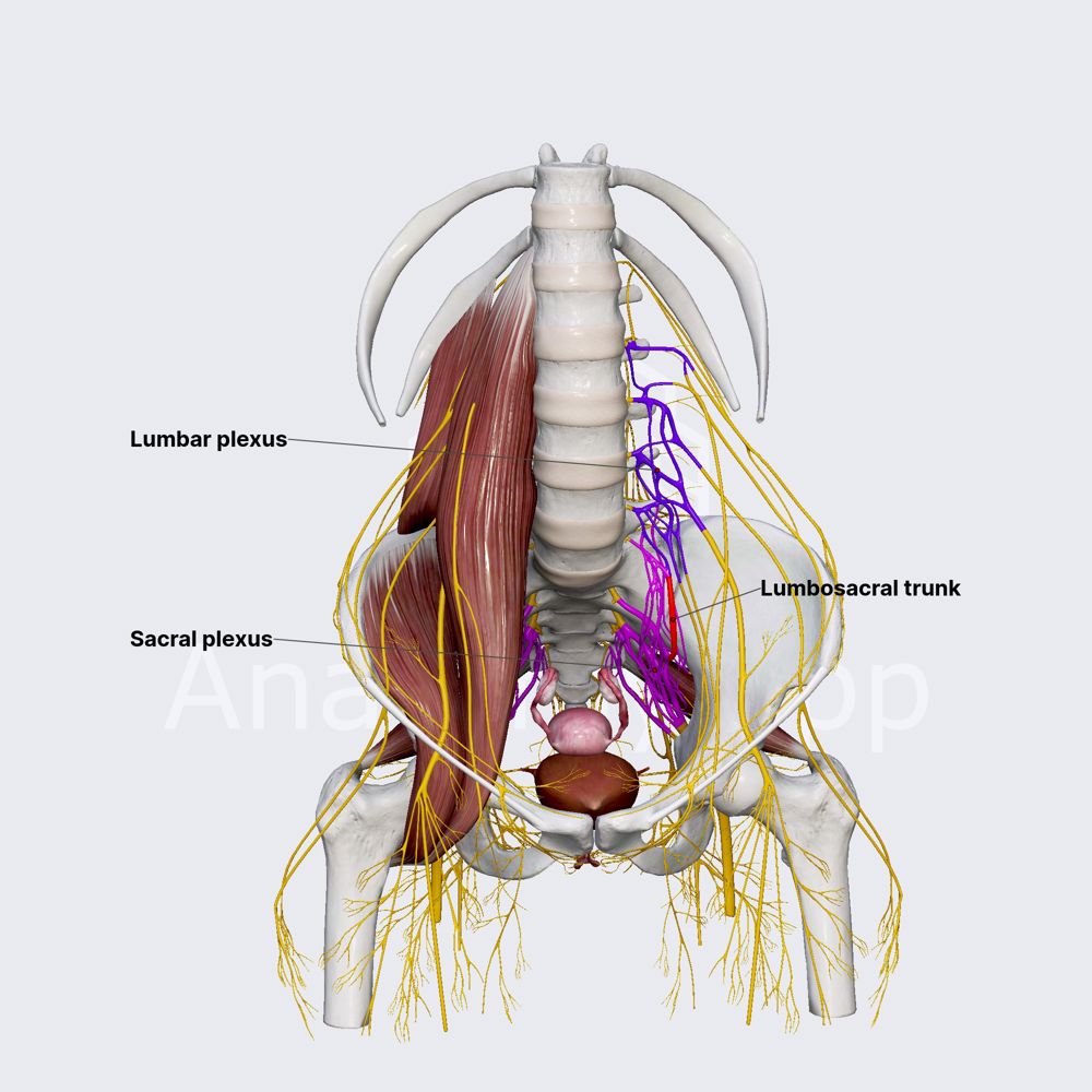 Innervation of female pelvis (overview)