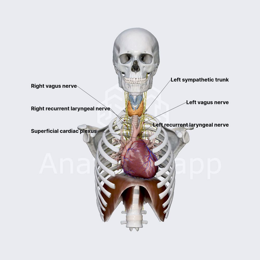 Innervation of heart