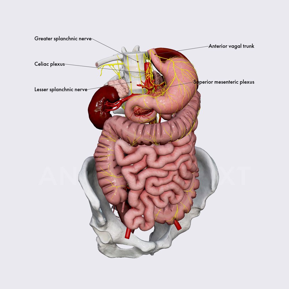 Innervation of small intestine