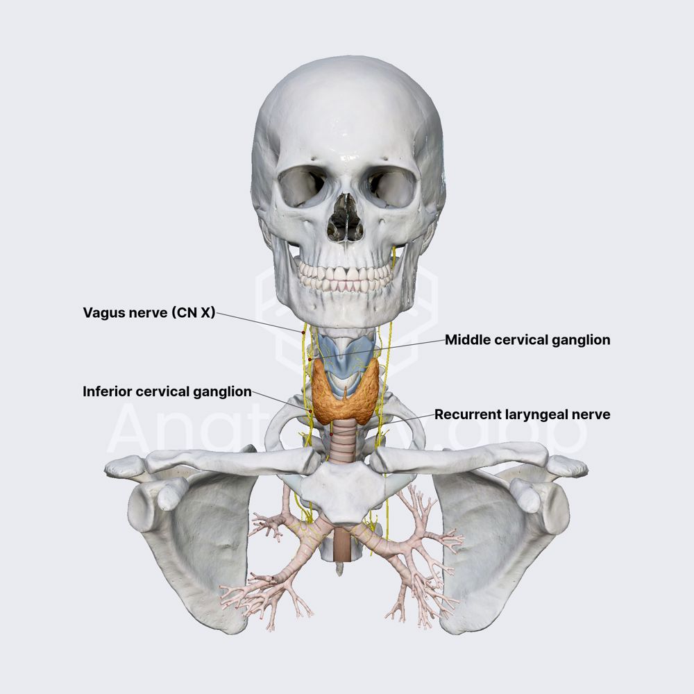 Innervation of thyroid gland