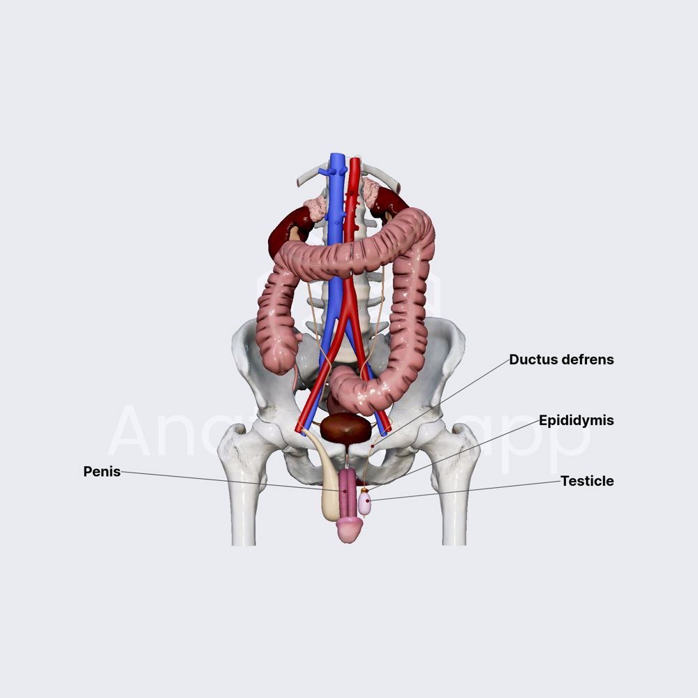 Internal and external male genital organs