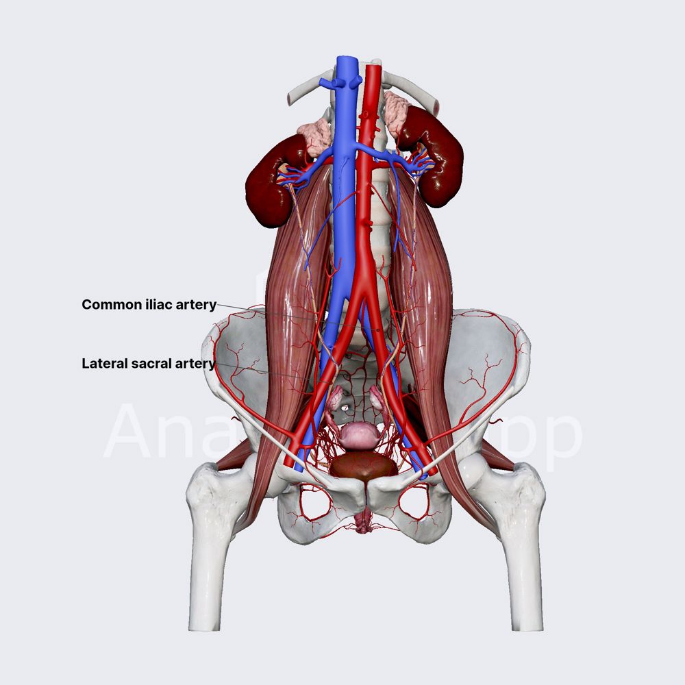 Internal iliac artery (female pelvis)