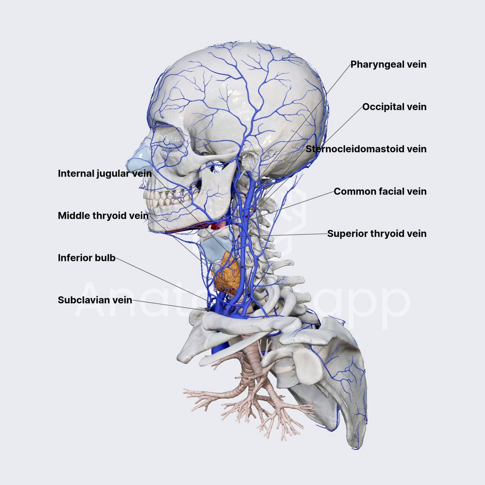 Internal jugular vein