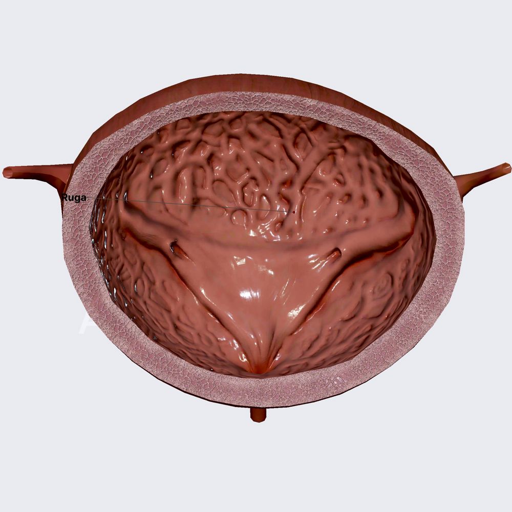 Internal structure of bladder