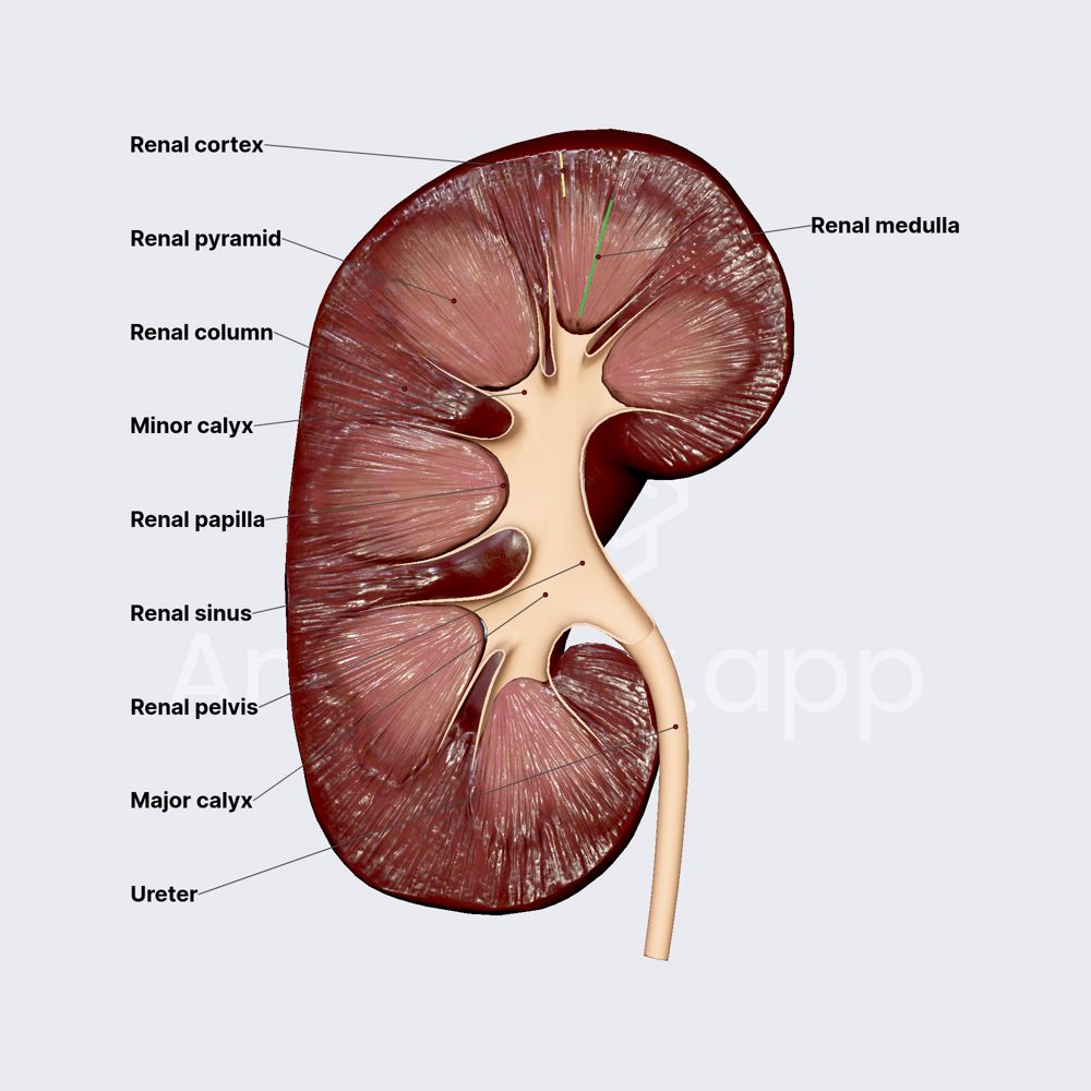 Internal structure of kidneys