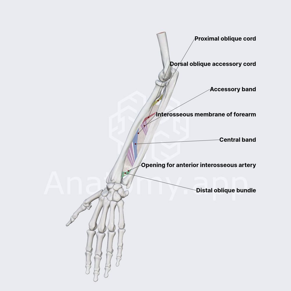 Interosseous membrane of forearm