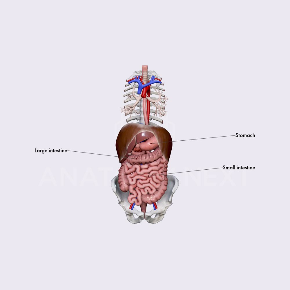 Intestines (overview)