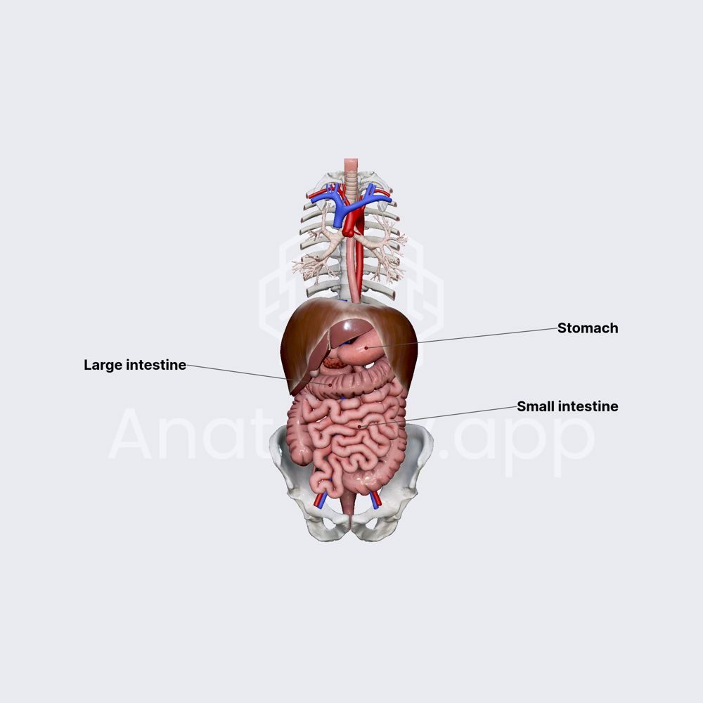 Intestines (overview)