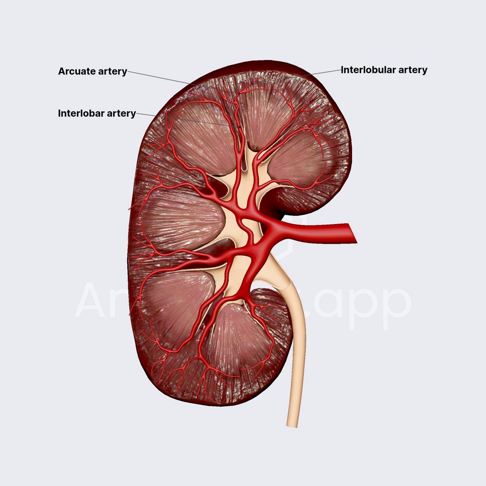 Intrarenal arteries