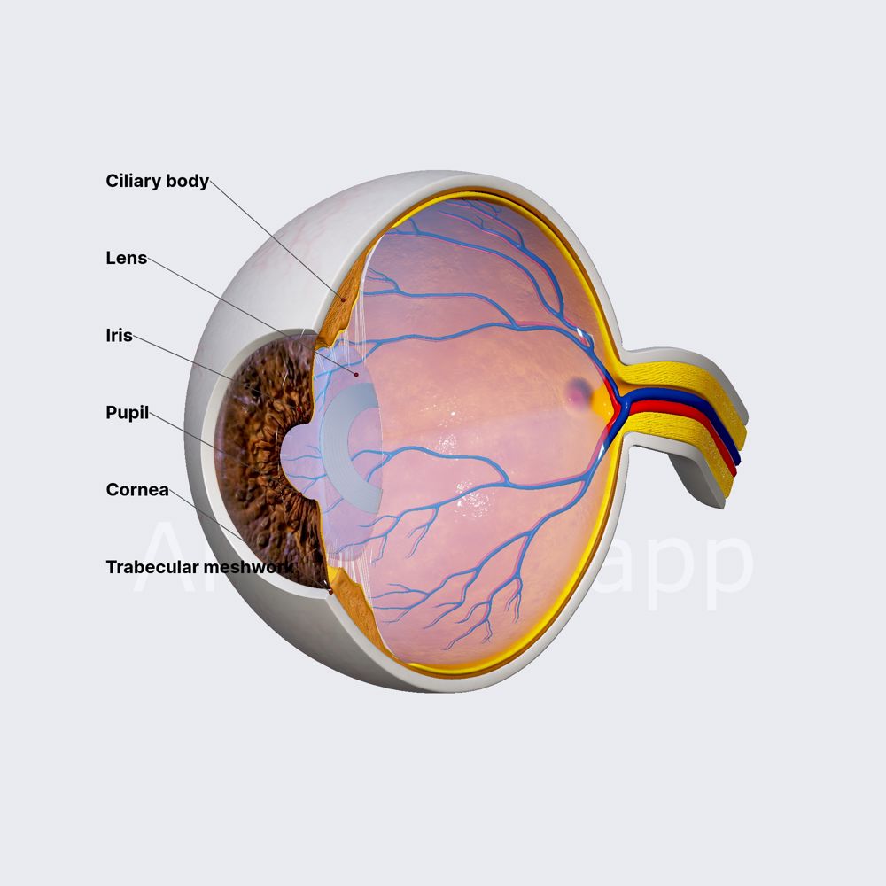 Iris (overview)
