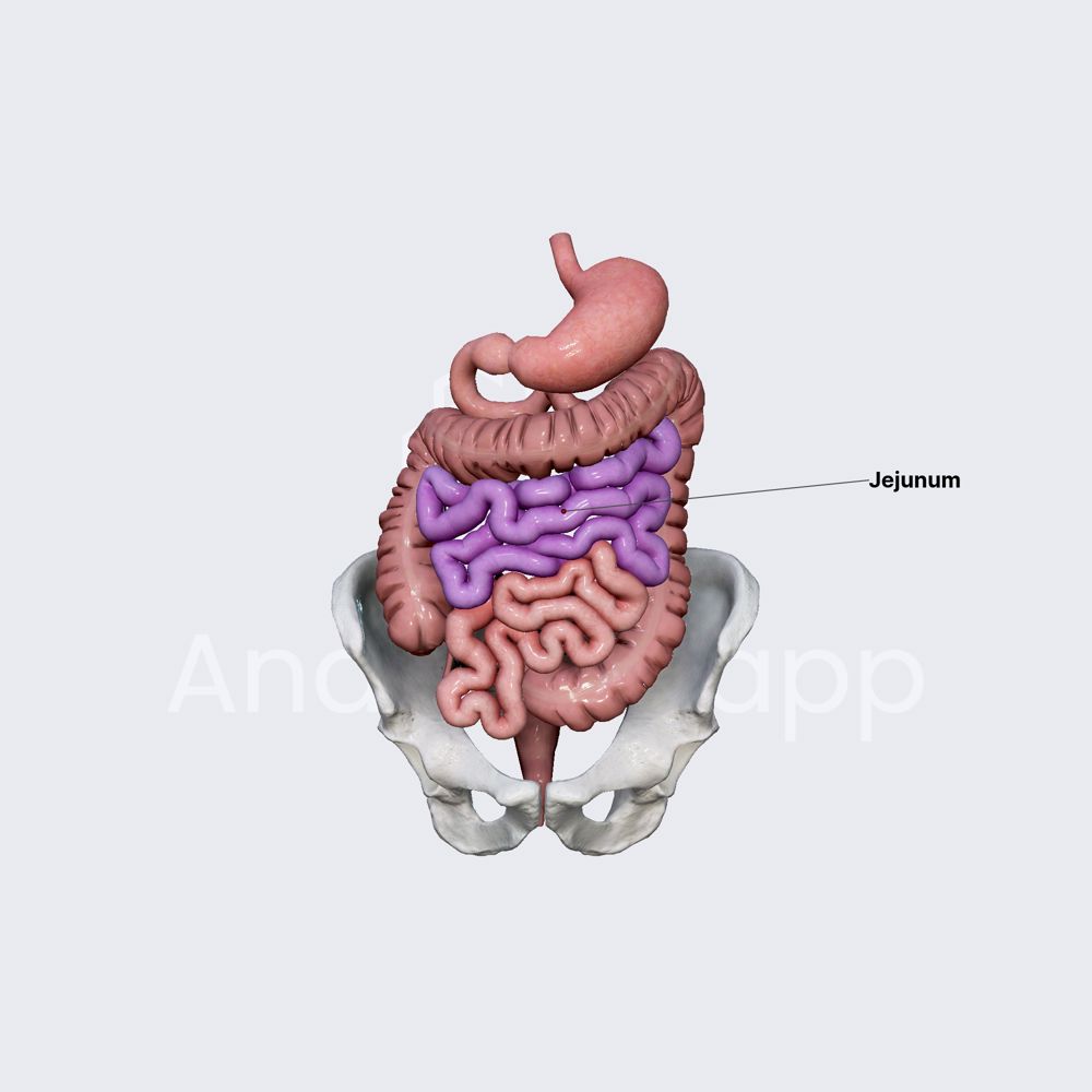 Jejunum | Intestines | Abdomen | Anatomy.app | Learn anatomy | 3D ...