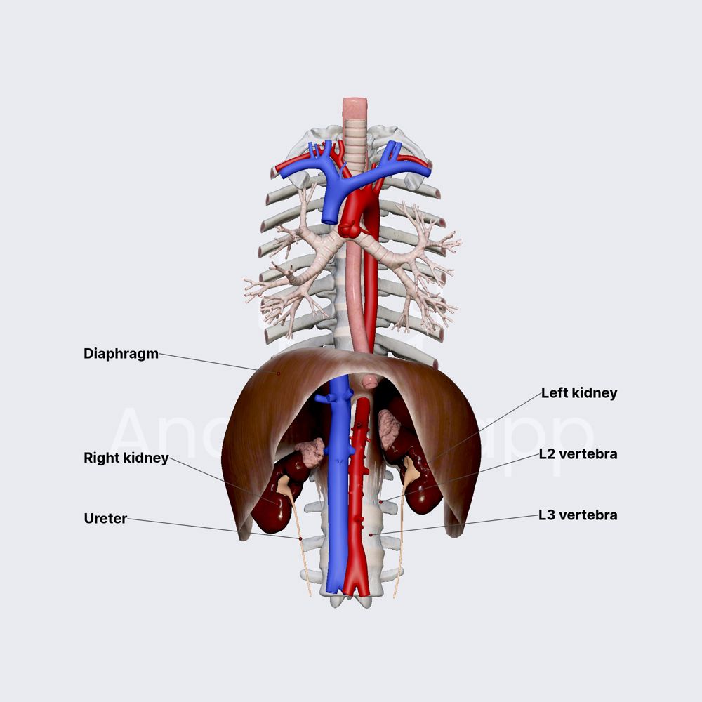 Kidneys (overview, location, and coverings)