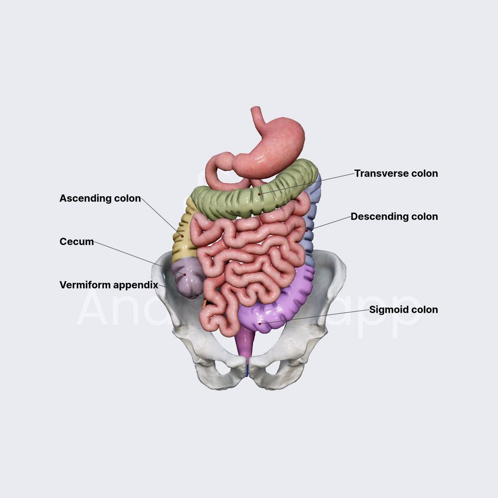 Large intestine