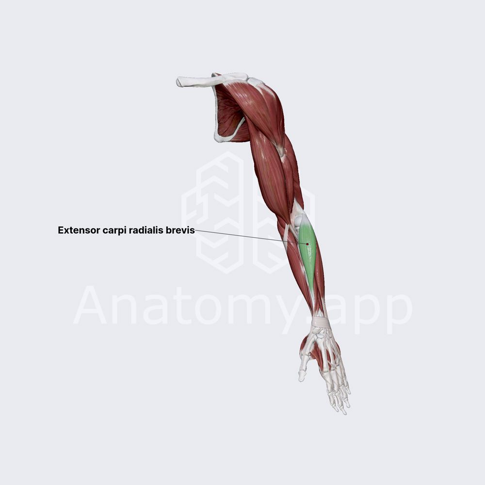 Extensor carpi radialis brevis