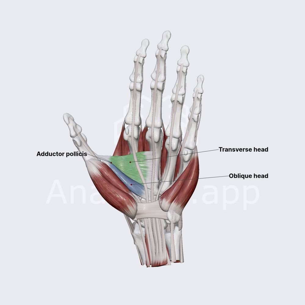 Adductor pollicis
