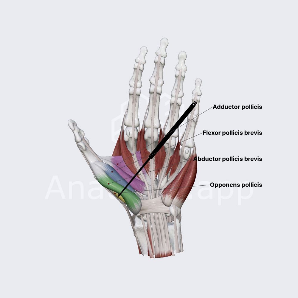 Lateral muscles of hand (muscles of thumb)