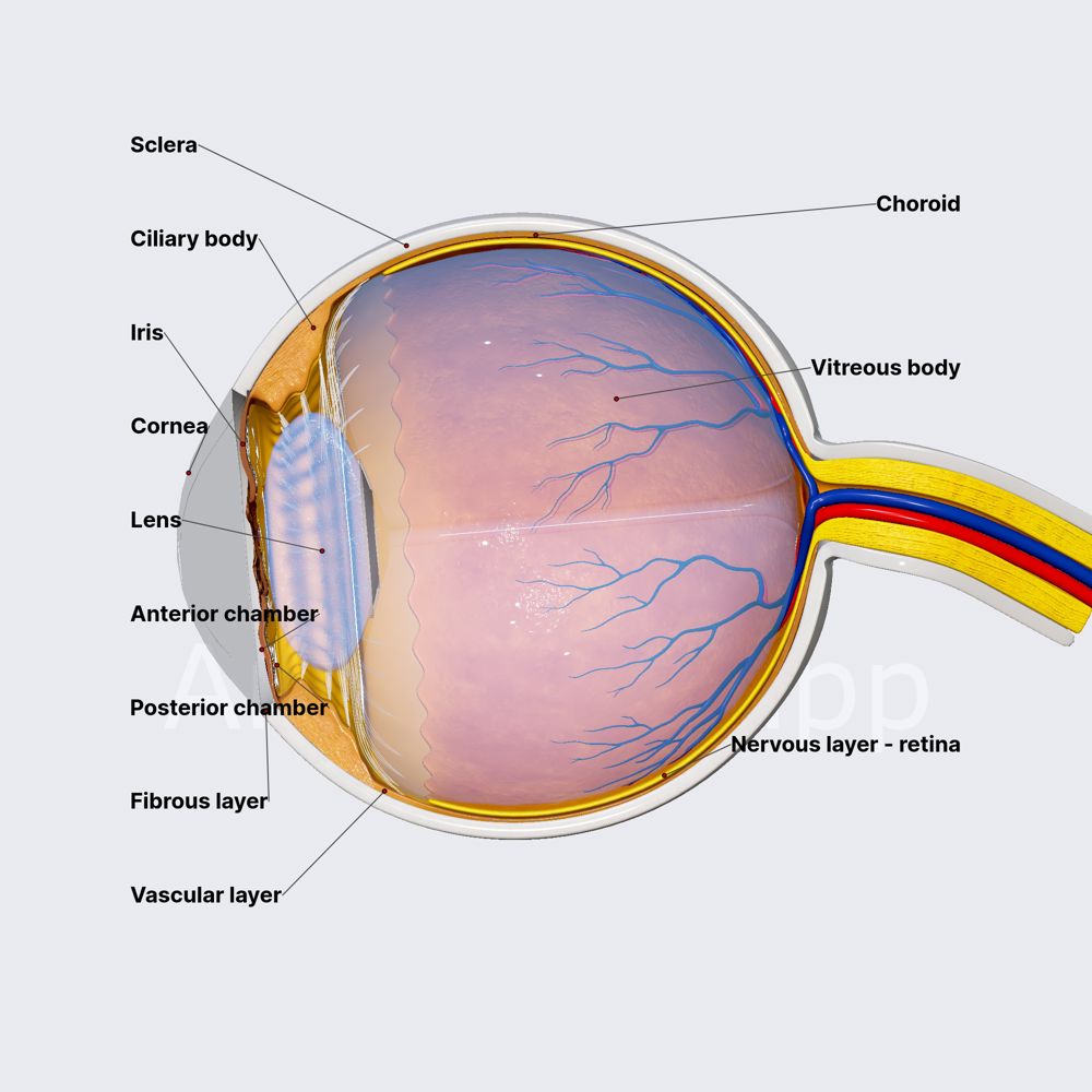 Layers and structures of eyeball