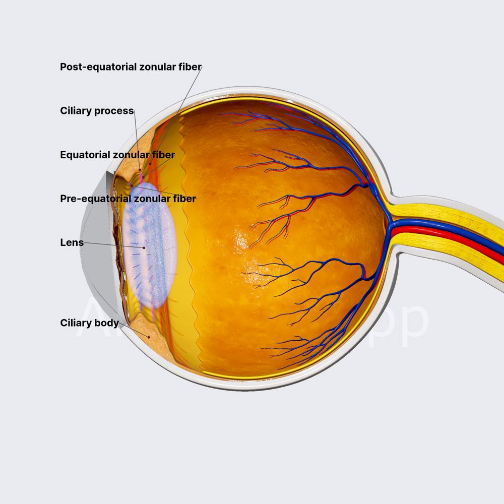 Lens