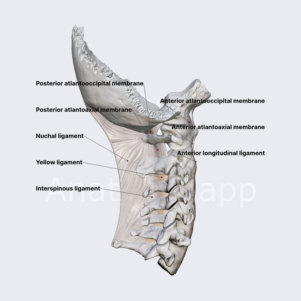 Ligaments of neck (overview)
