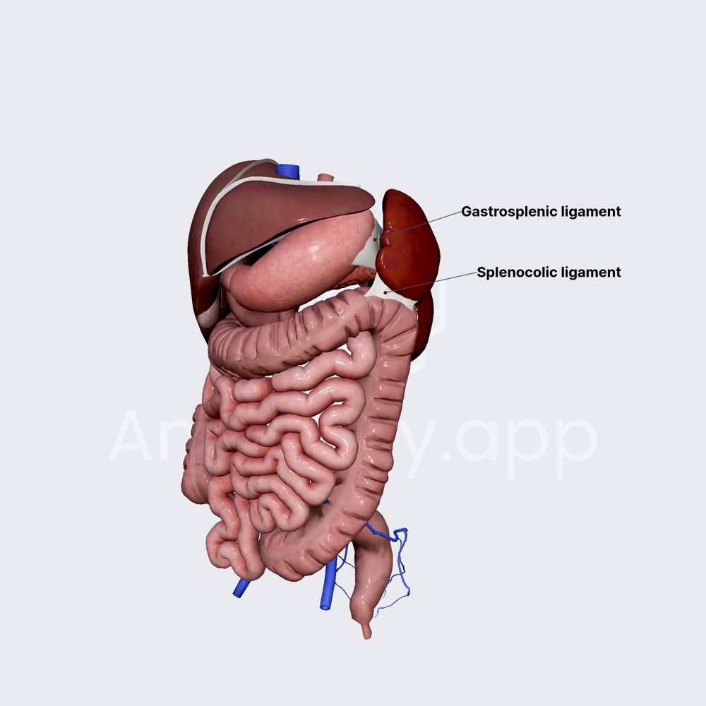 Ligaments of spleen