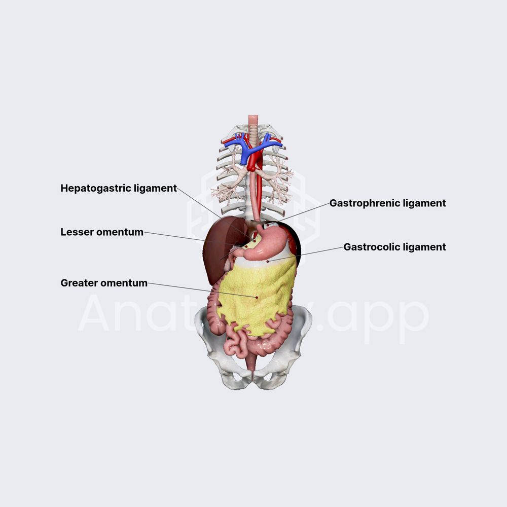 Ligaments of stomach