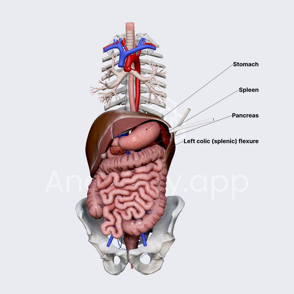 Location and anatomical relations of spleen 